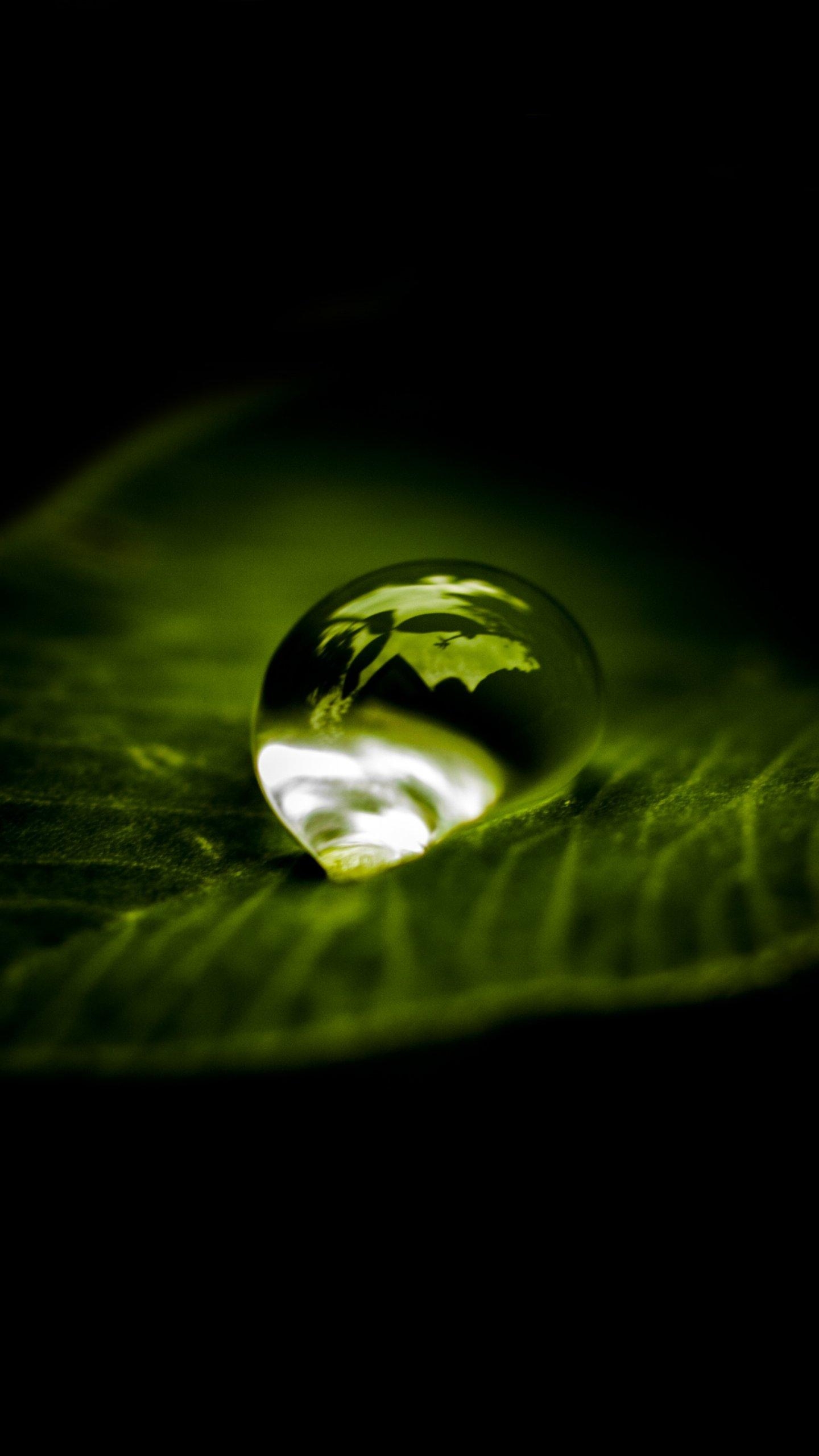 1440x2560 Waterdrop on Leaf Wallpaper, Android & Desktop, Phone