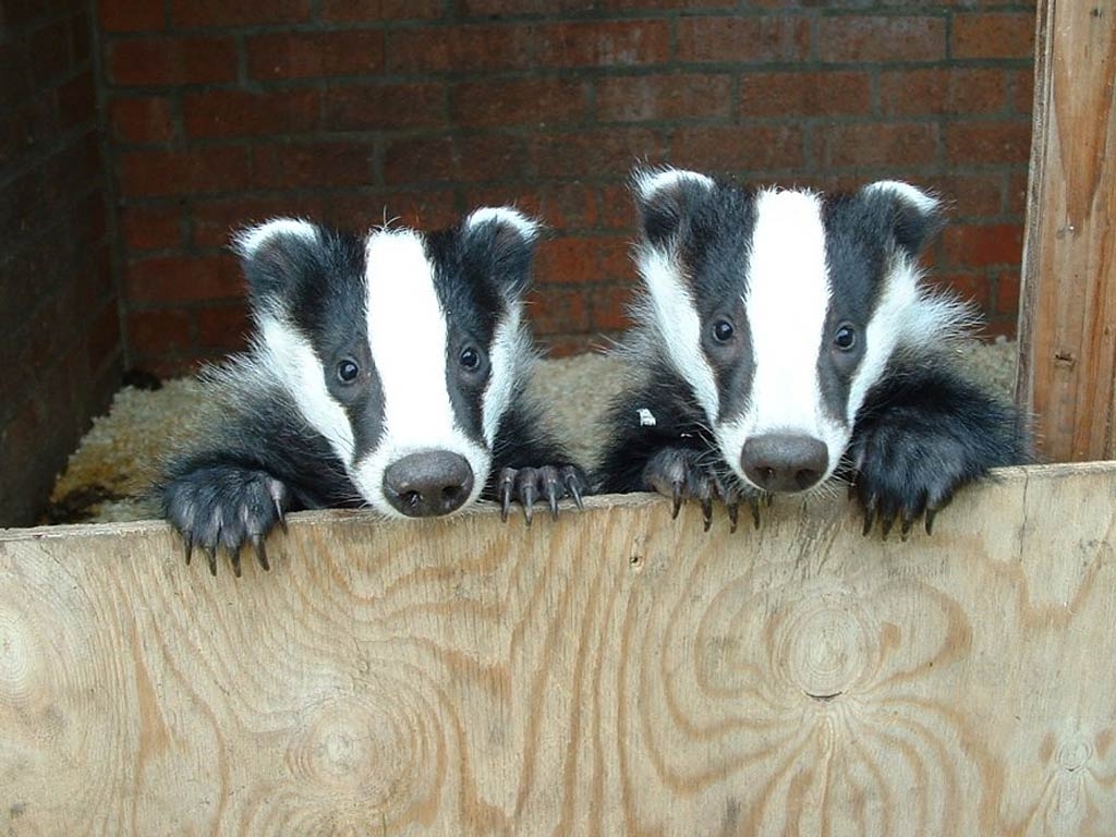 1030x770 Wild Life: Badger, Desktop