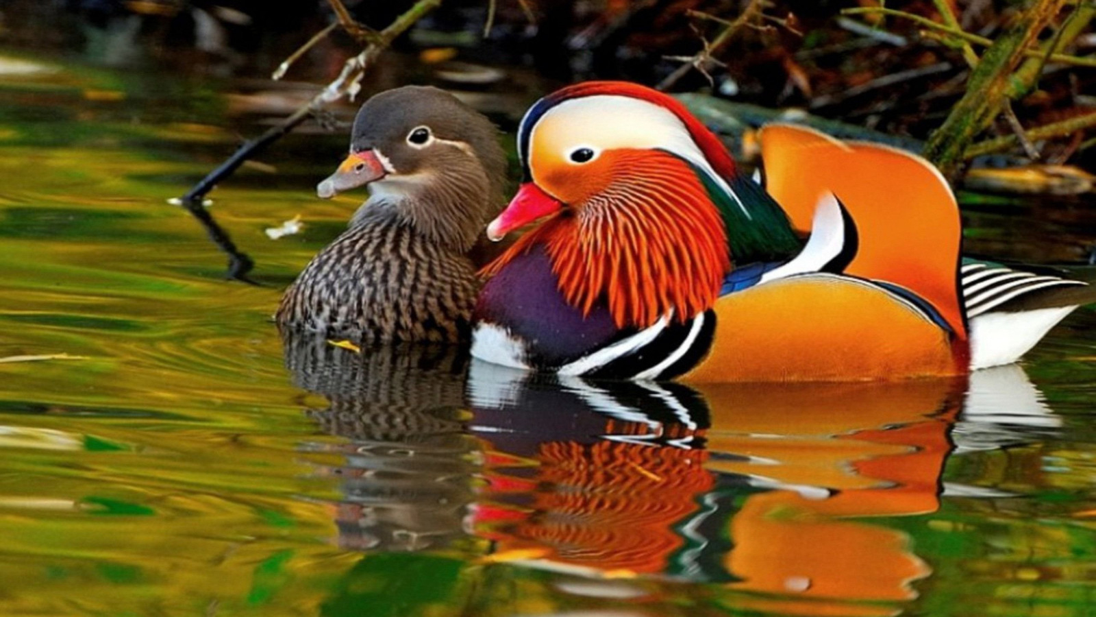 1600x900 Mandarin Duck Wallpaper 2560x1600 81237, Desktop