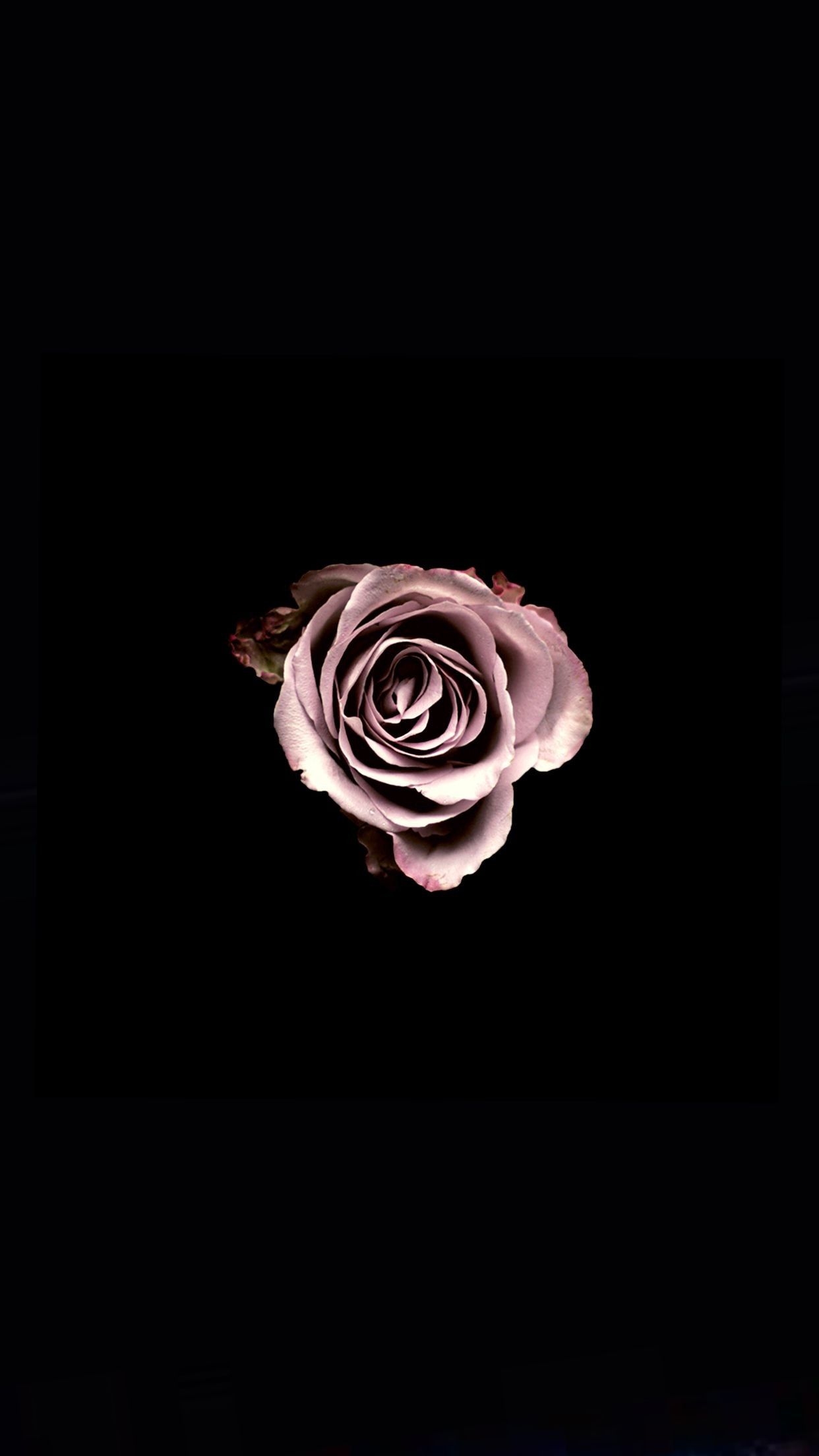 1250x2210 iPhone Black Rose Wallpaper HD, Phone