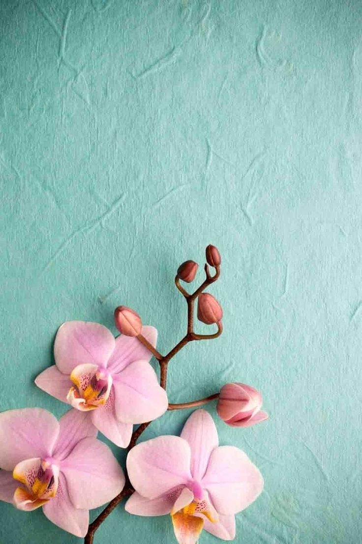 740x1110 Pink Orchid Wallpaper iPhone iPhone Wallpaper. Pink, Phone