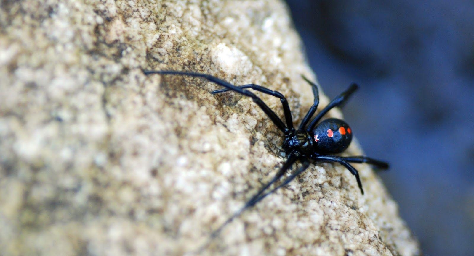 1600x870 MObugs: Northern Black Widow, Desktop