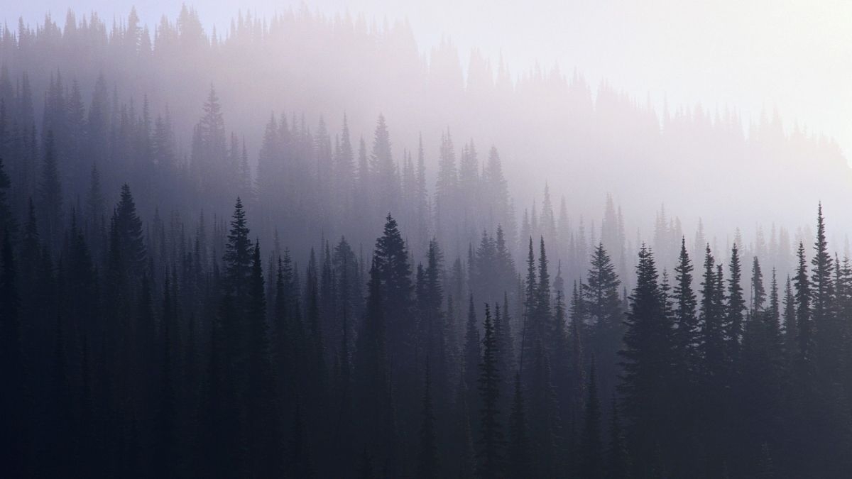 1200x680 Foggy Forest Wallpaper Free Foggy Forest Background, Desktop