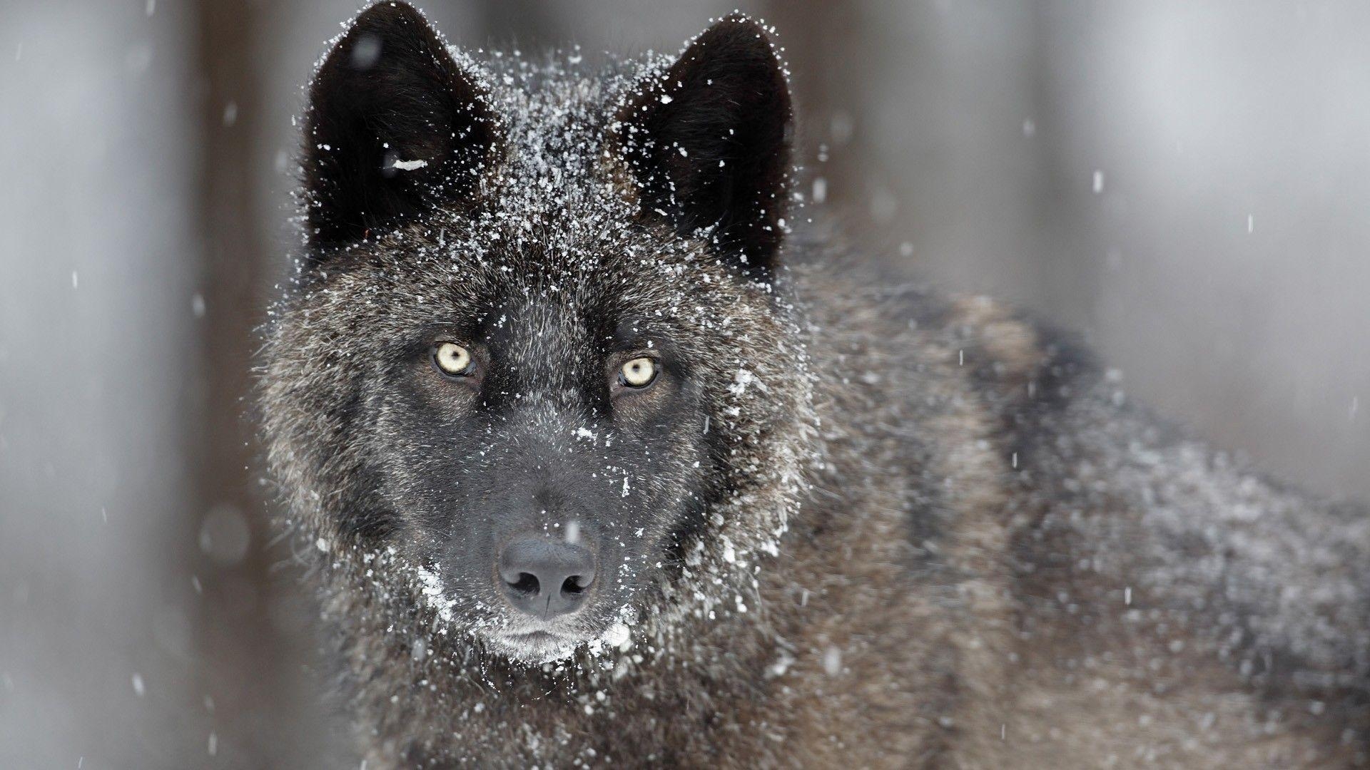 1920x1080 Desktop eastern timber wolf image, Desktop