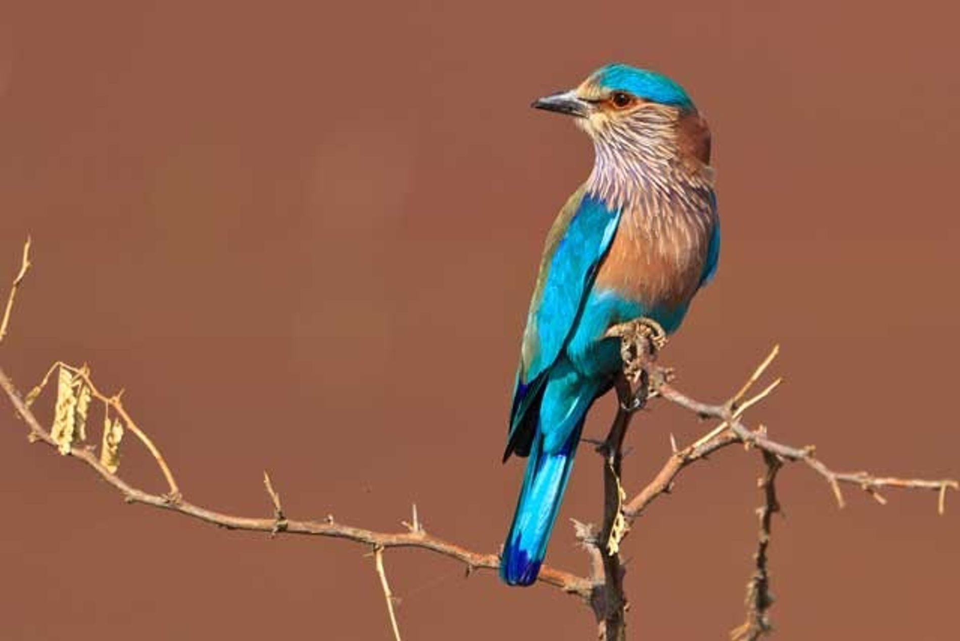 1900x1270 India: Searching for the Indian roller bird, Desktop