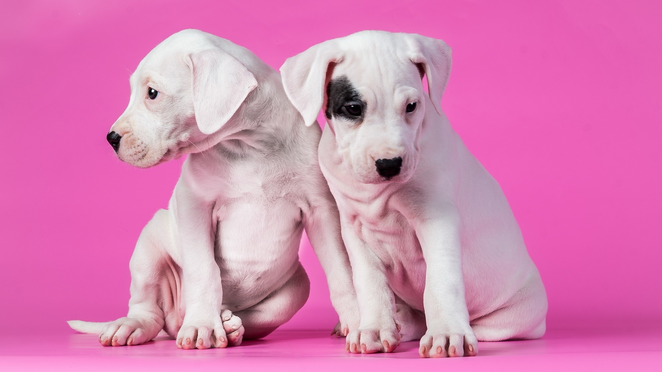 2560x1440 animals, Dog, Pink Background, Puppies Wallpaper HD / Desktop and Mobile Background, Desktop