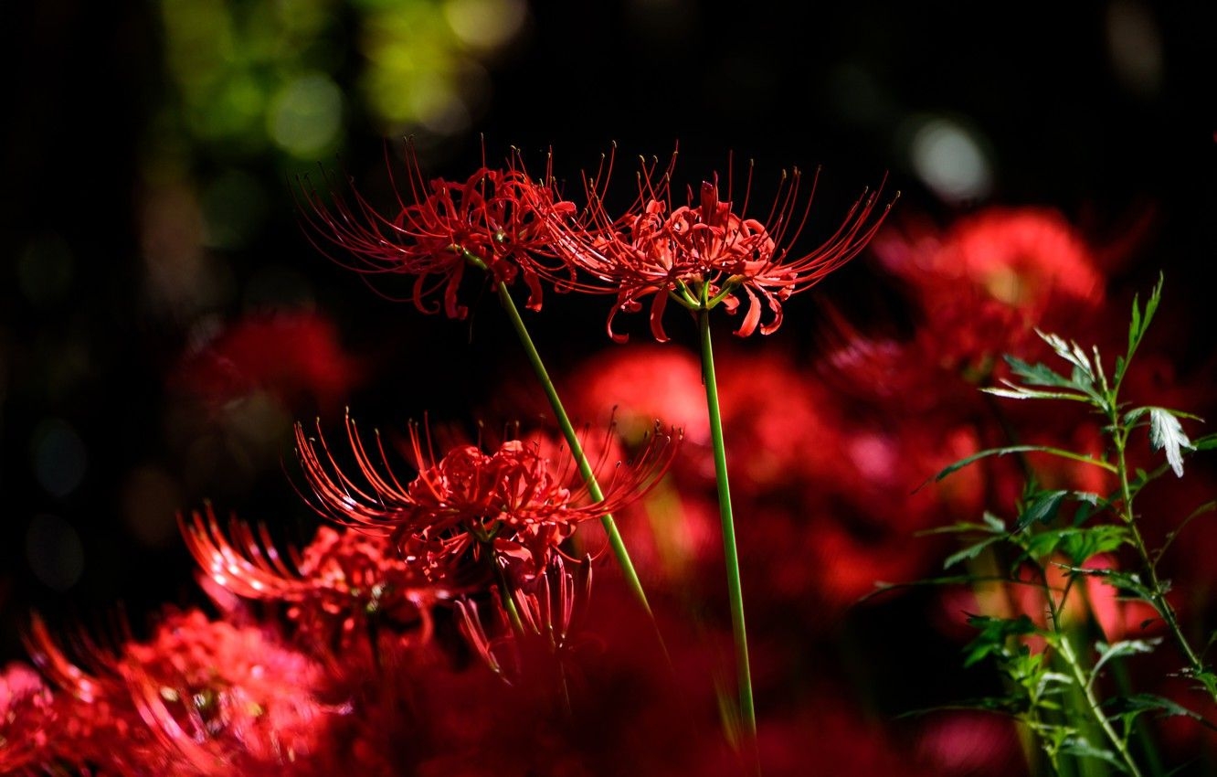 1340x850 Wallpaper light, flowers, the dark background, red, bokeh, he lost, Desktop