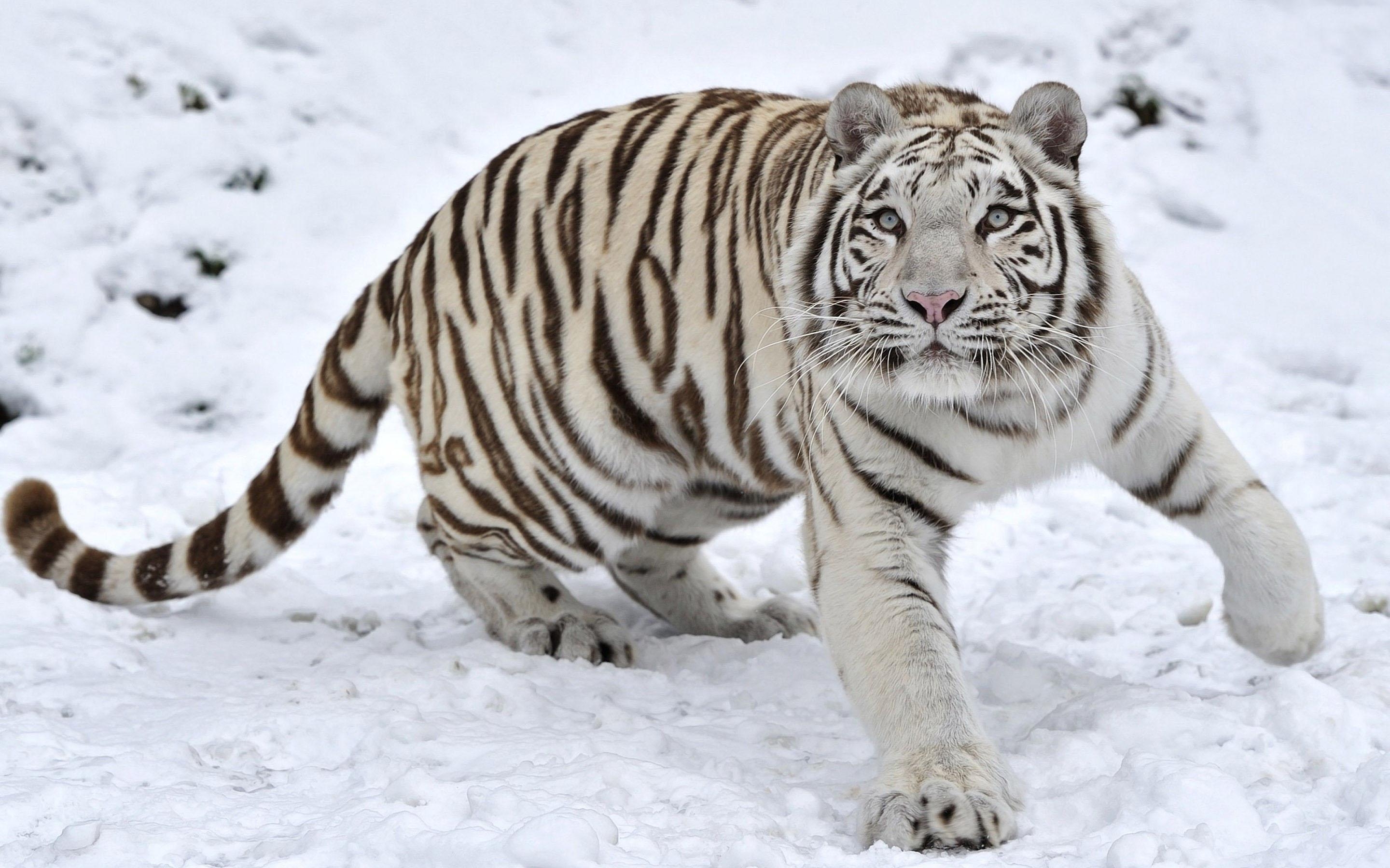 2880x1800 HD wallpaper Tiger in winter 3k. HD Image, Desktop