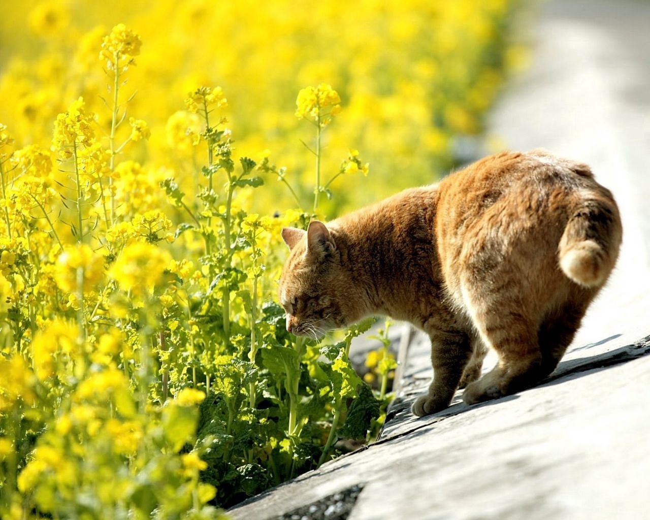 1280x1030 Download wallpaper  cat, summer, grass, sniff standard 5, Desktop