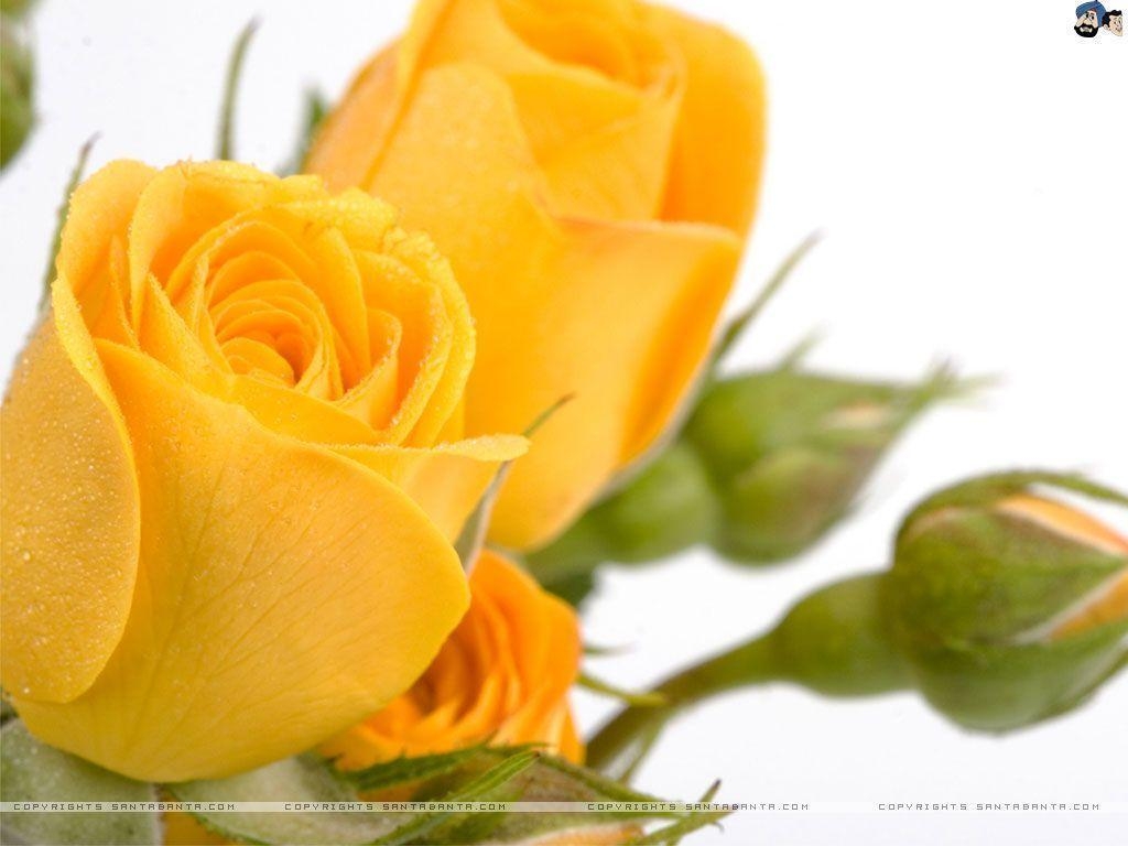 1030x770 Yellow Rose Wallpaper 35092 HD Picture. Top Wallpaper Desktop, Desktop