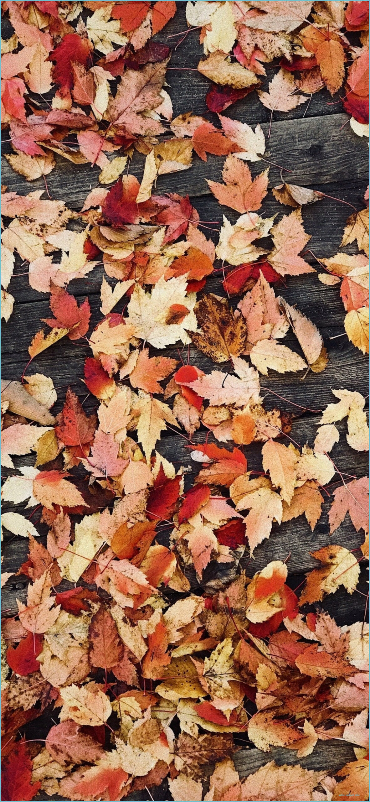 1190x2560 Fall iPhone Wallpaper Free HD Wallpaper Wallpaper iPhone, Phone