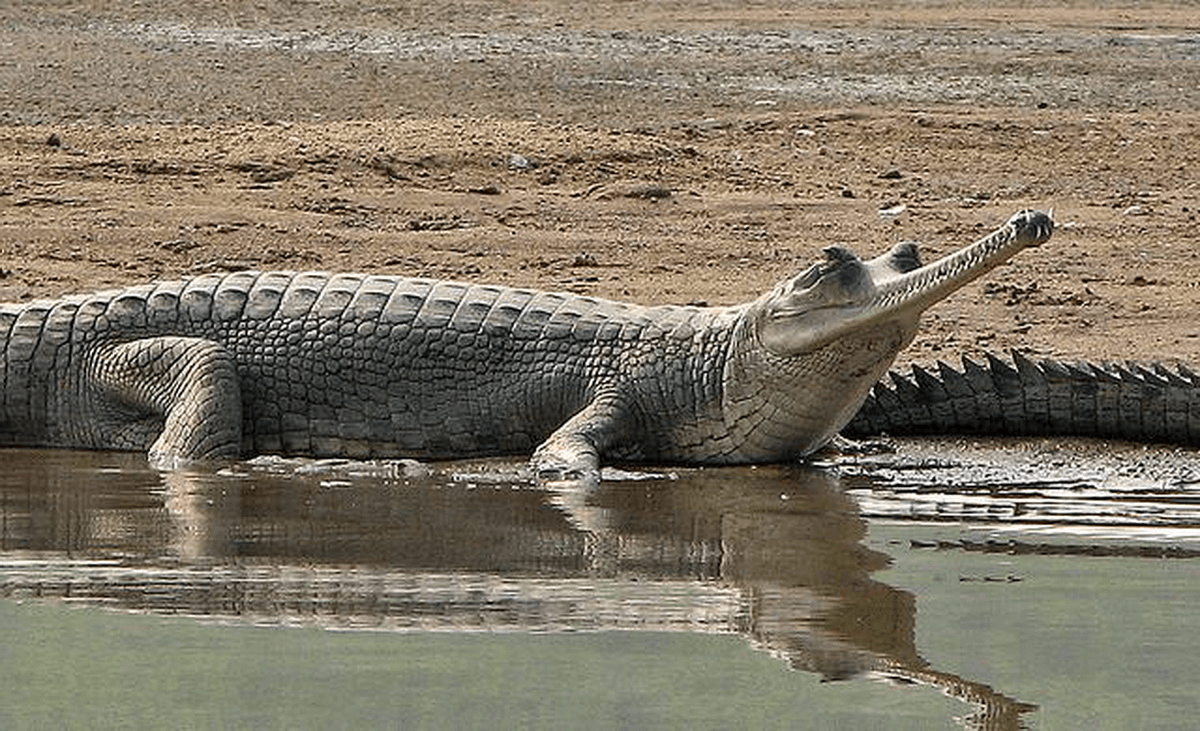 1200x740 Gharial Picture, Desktop