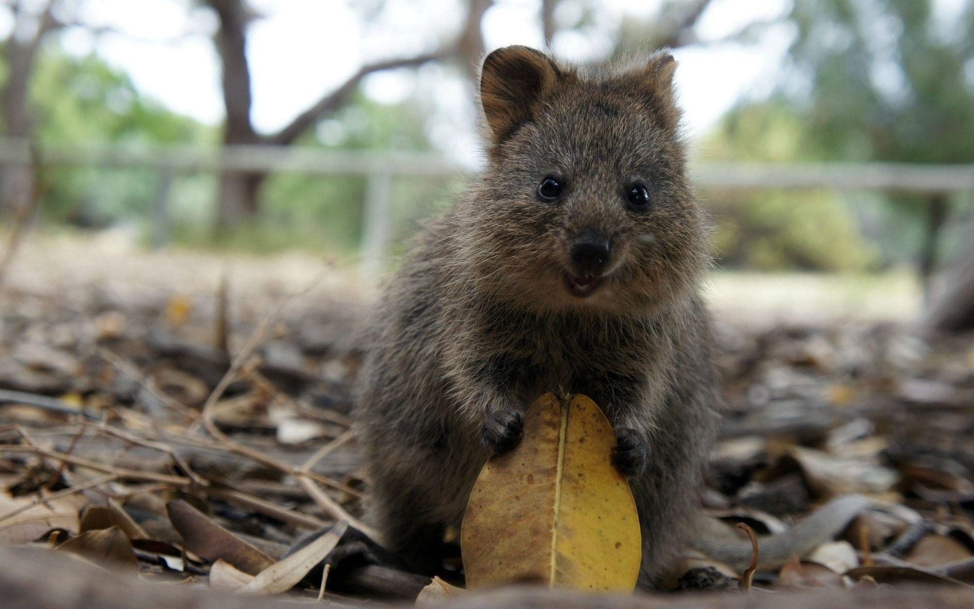 1920x1200 Quokka HD Desktop Wallpaperwallpaper.net, Desktop