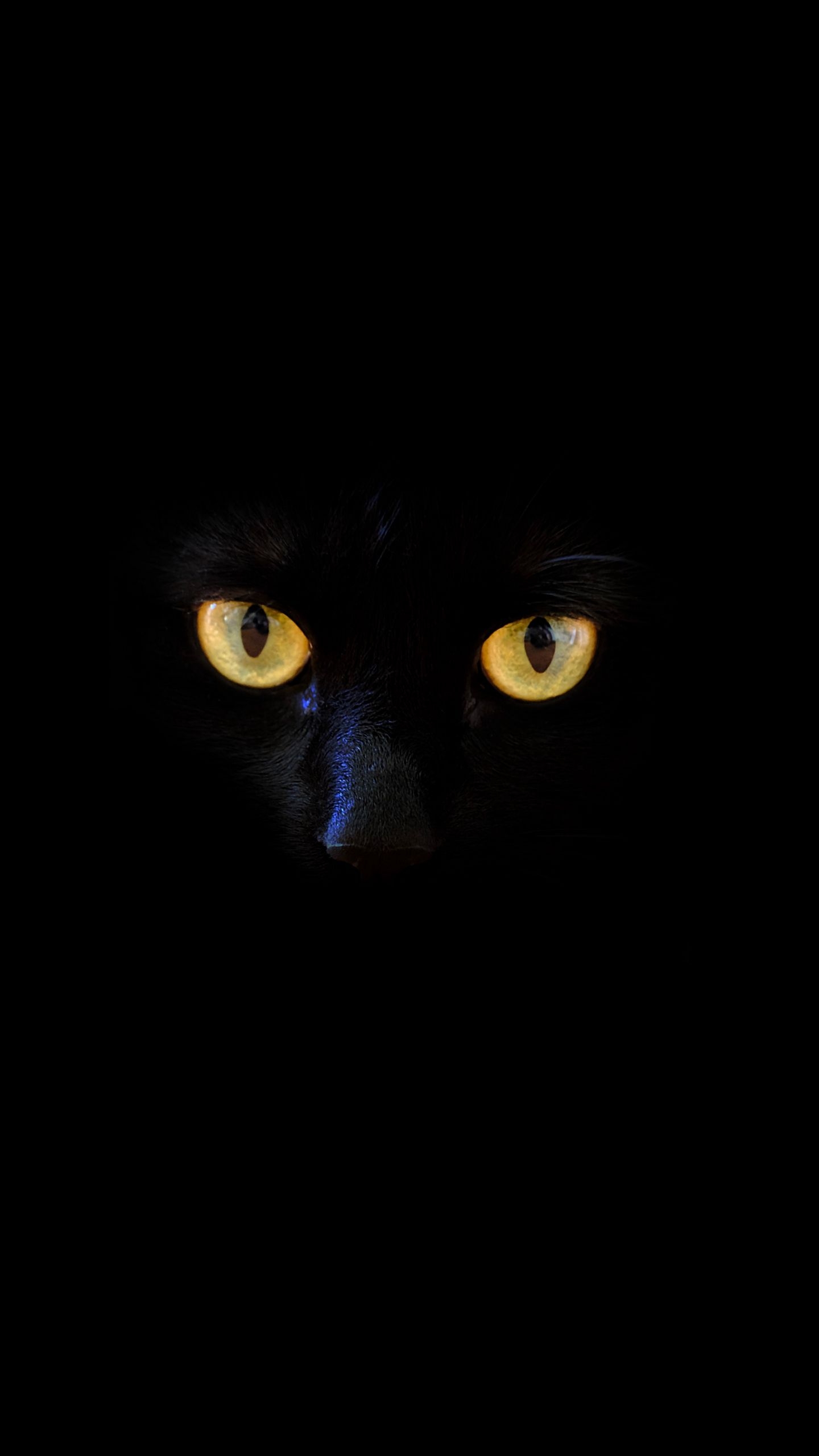 1440x2560 Black Cat Phone Wallpaper Free Black Cat Phone Background, Phone