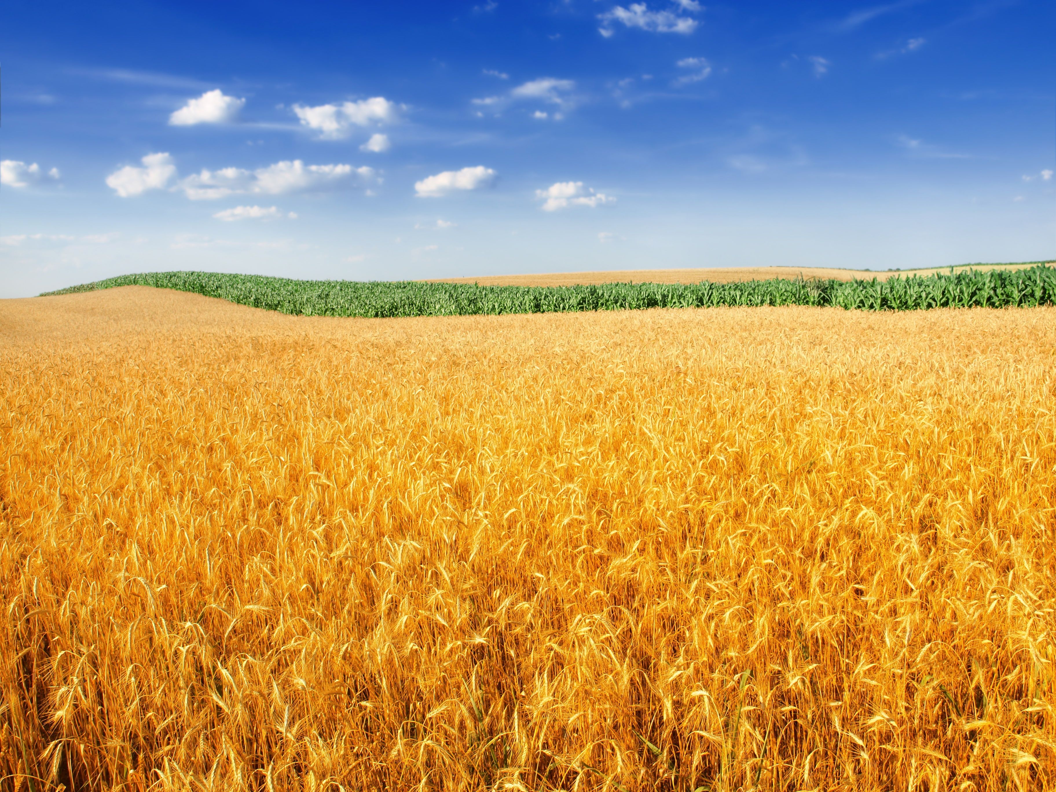 3650x2740 4K #Farm #Landscape #Crop Wheat field K #wallpaper #hdwallpaper #desktop. Wheat fields, Field wallpaper, Landscape, Desktop