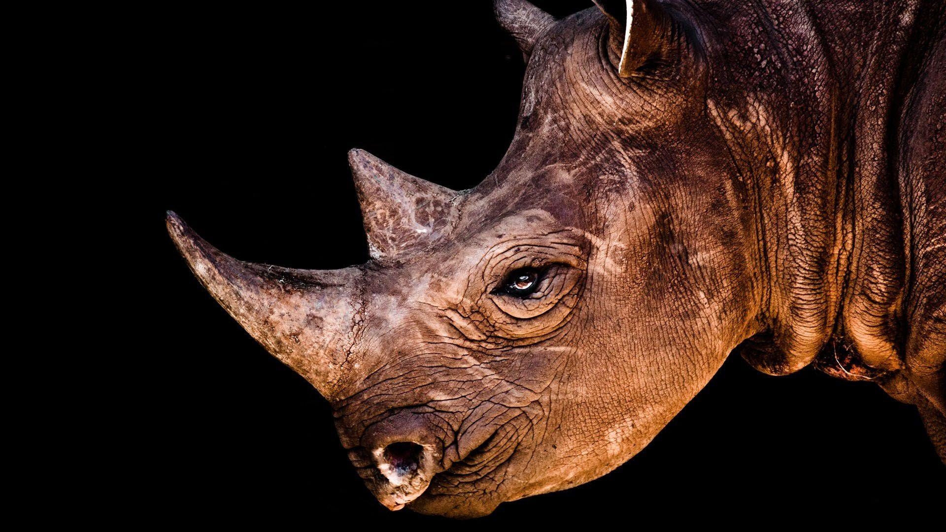 1920x1080 Rhino Full HD Wallpaper and Background Imagex1080, Desktop