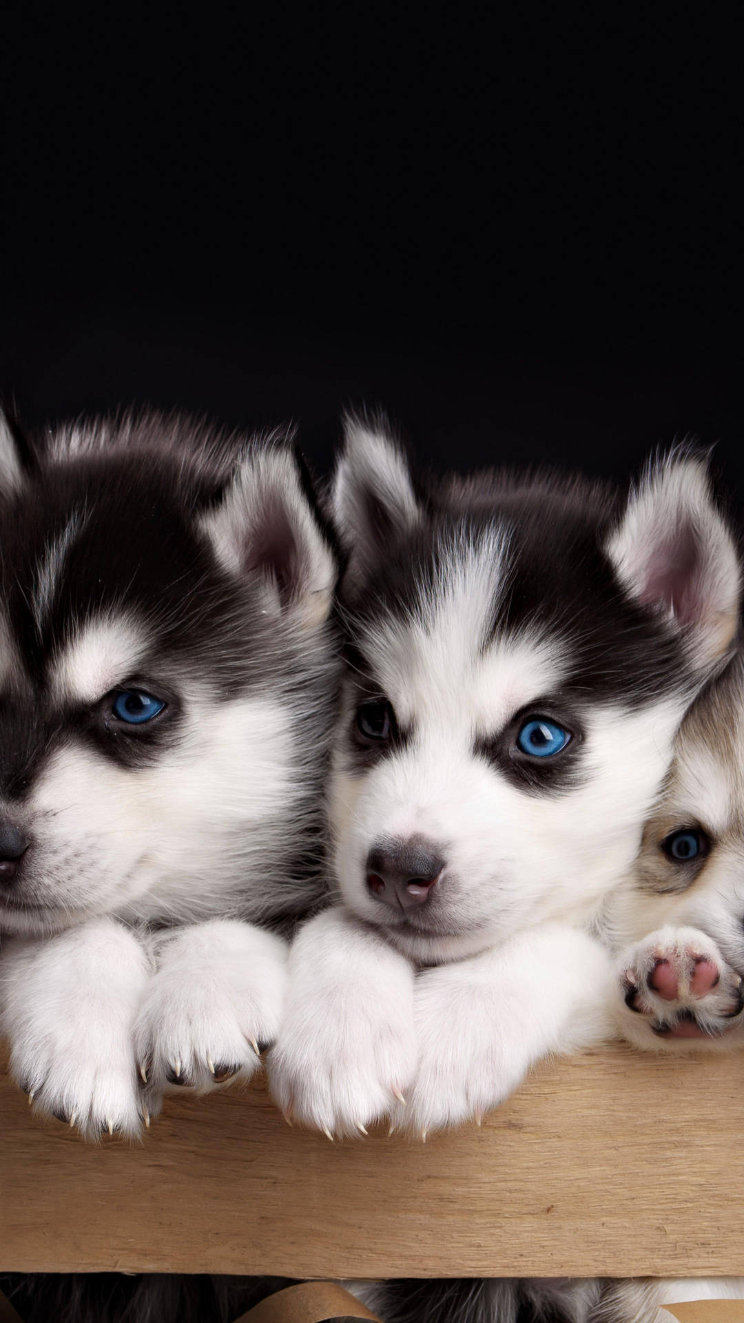 1080x1920 Download Husky Puppies Portrait Wallpaper, Phone