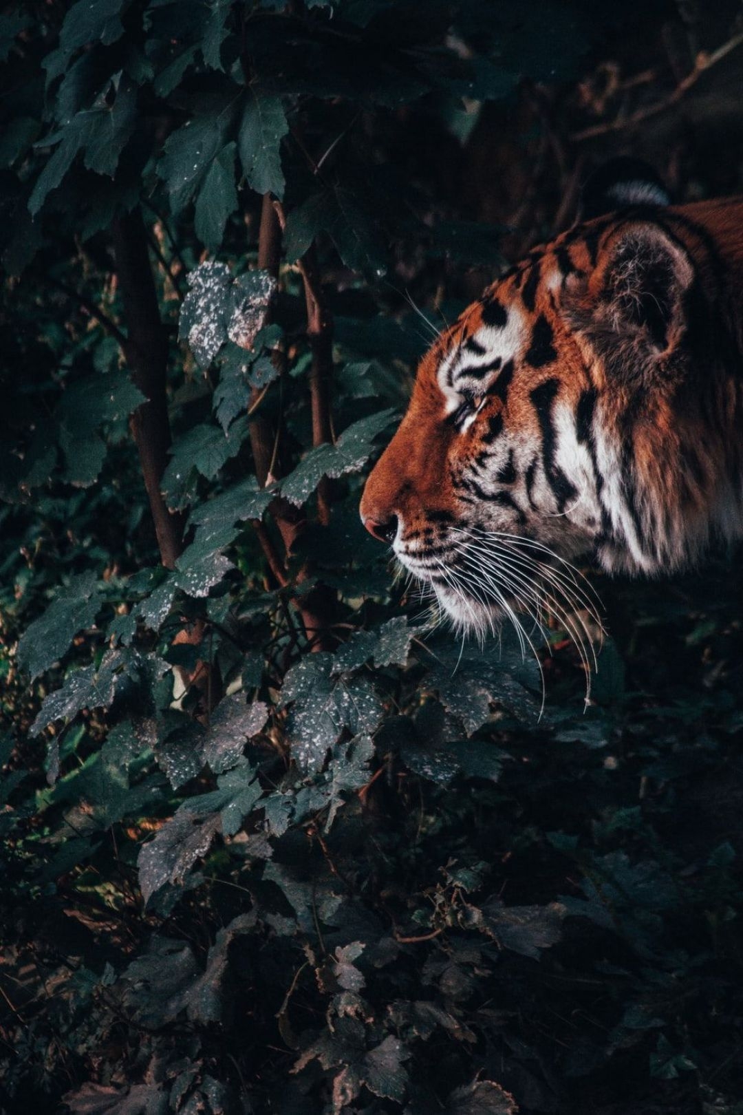 1080x1620 tiger in forest photo, Phone