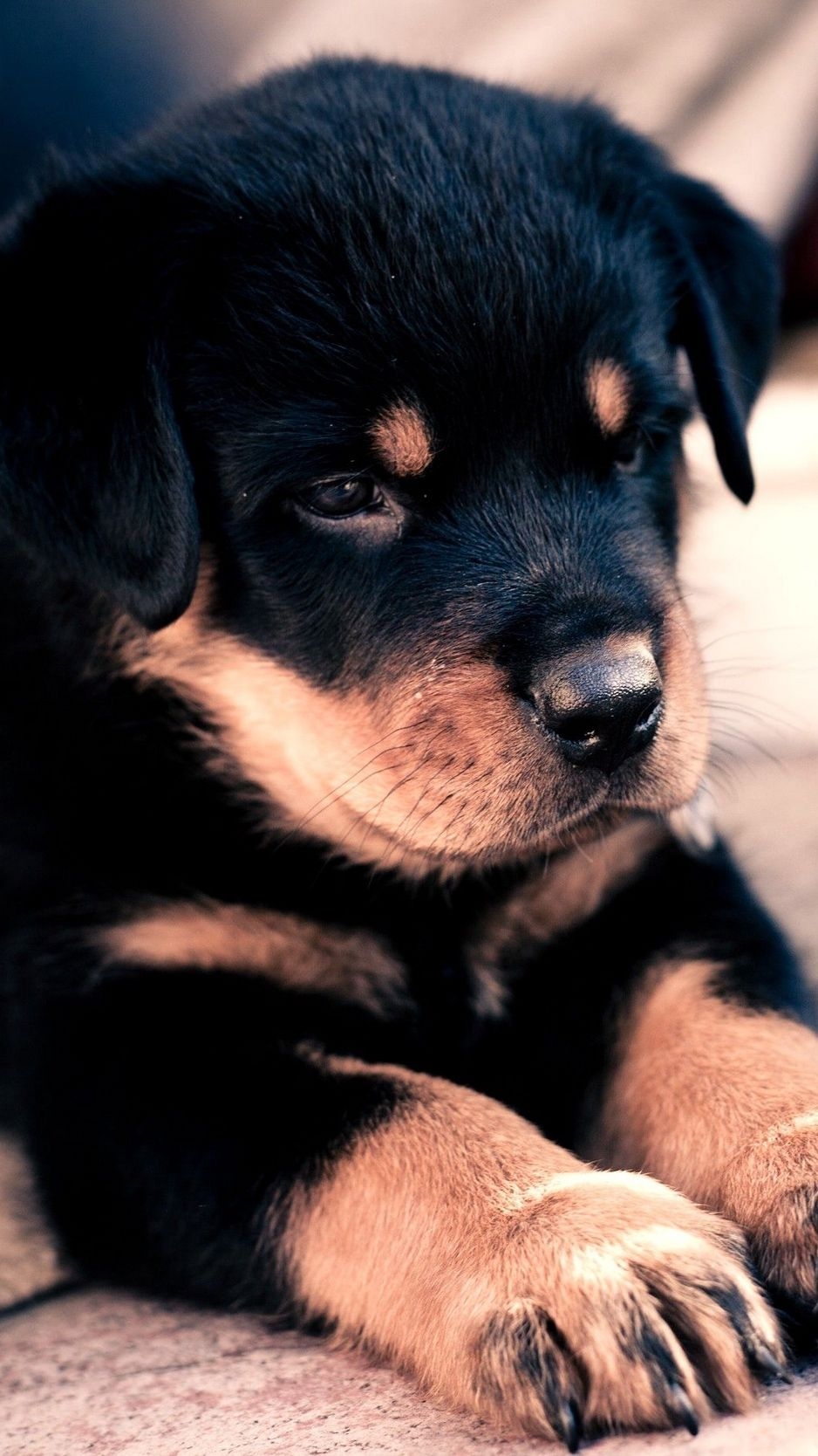 940x1670 Wallpaper Puppy, Rottweiler, Cute, Baby Puppies Wallpaper, Phone