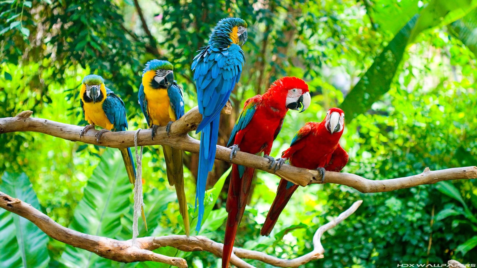 1920x1080 image For > Blue Macaw Parrot Wallpaper, Desktop