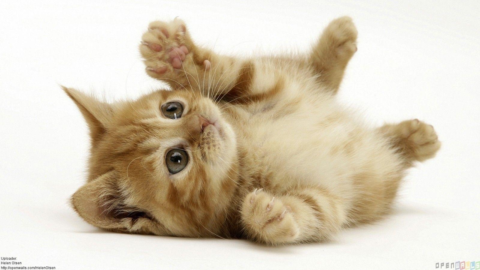 1600x900 Cute Animals Wallpaper, Desktop