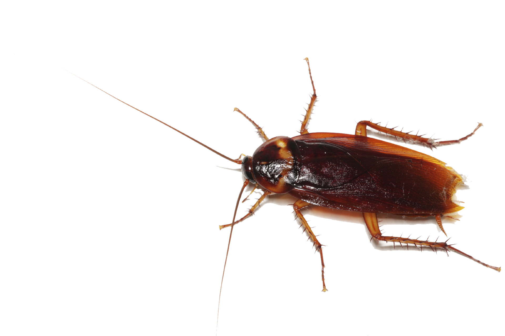 1920x1280 Realistic Cockroach Png HD Wallpaper, Desktop