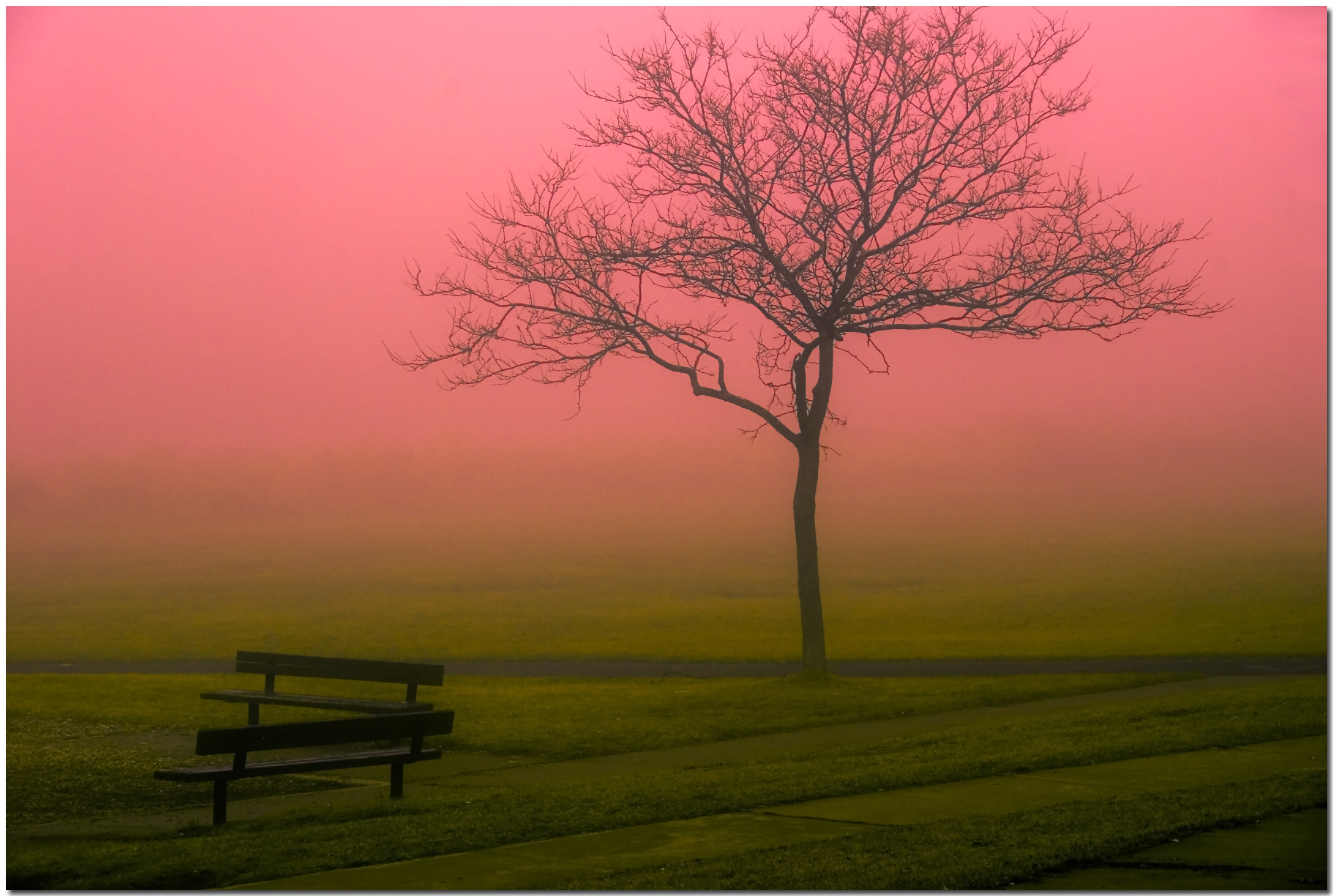 3910x2630 Wallpaper, sunlight, landscape, nature, grass, park, field, branch, sunrise, calm, evening, mist, bench, alone, horizon, atmosphere, spring, peaceful, Minnesota, barren, color, serene, beautiful, tree, fog, one, dawn, plain, anawesomeshot, nikond80, Desktop