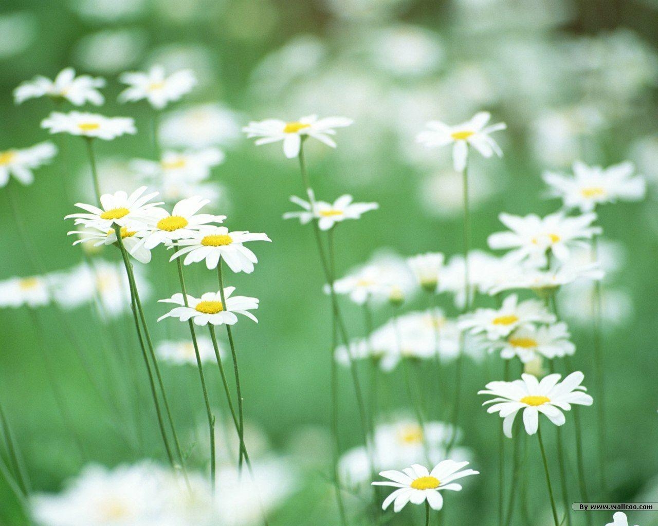 1280x1030 Beathtaking Beautiful Wildflowers, Colorful Wild Flowers in Field, Desktop