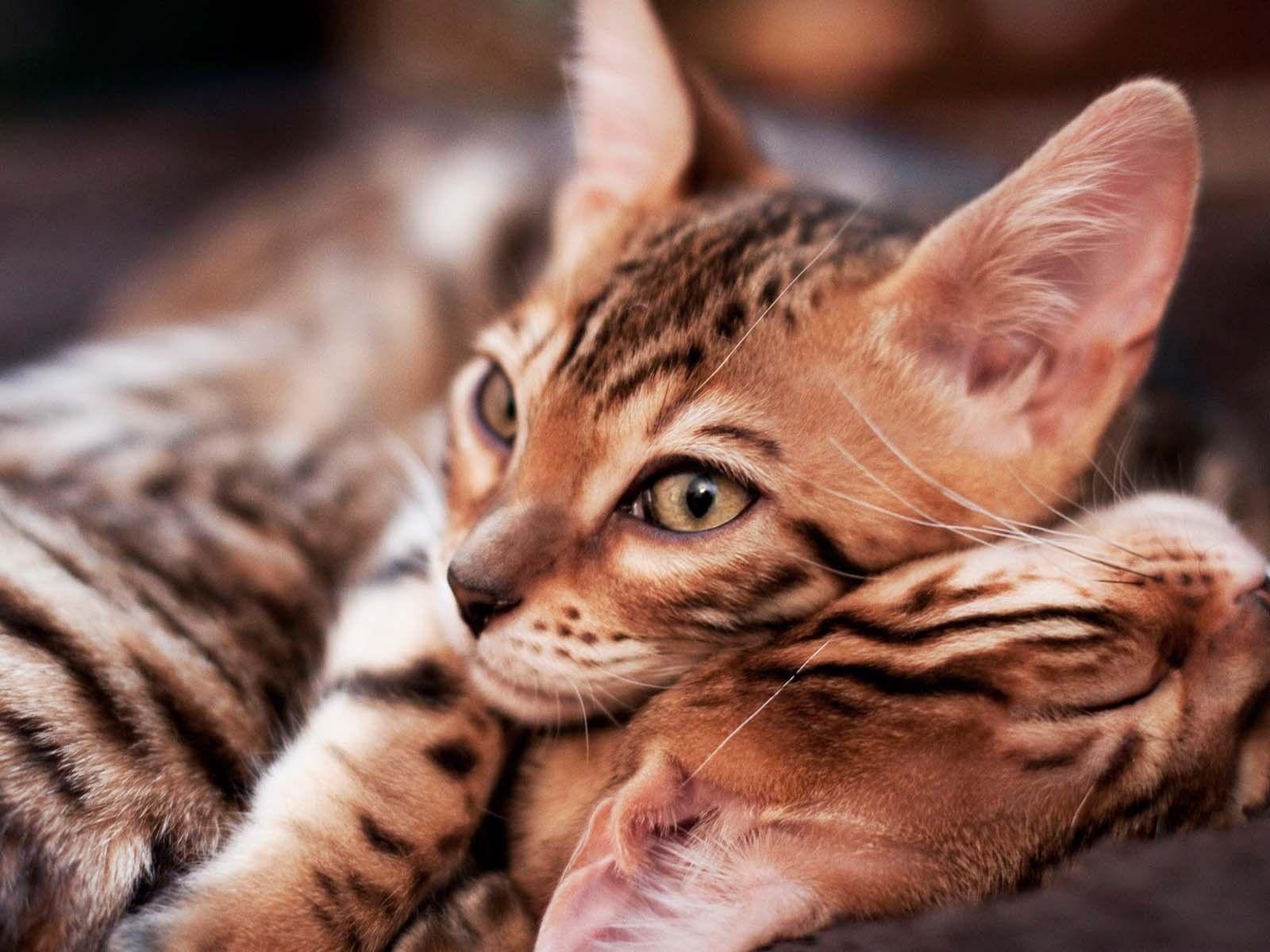 1600x1200 Little Bengal cats wallpaper and image, picture, Desktop