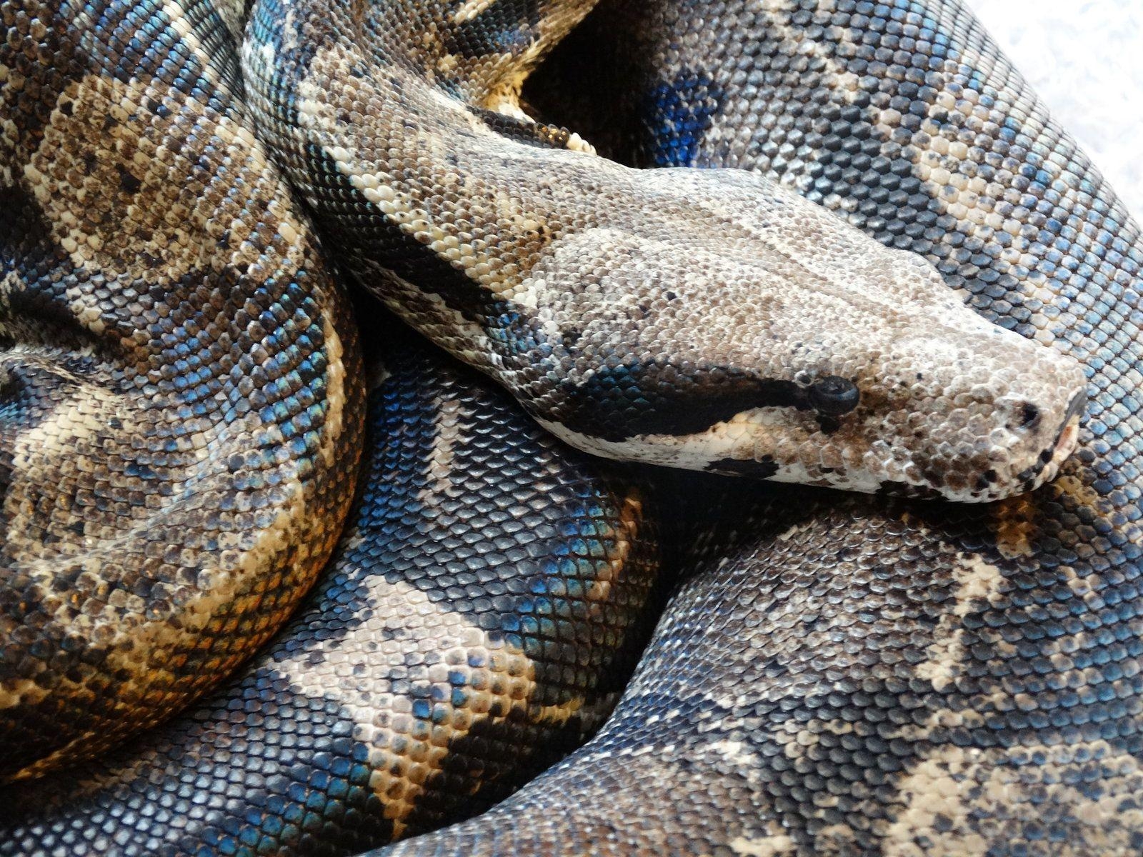 1600x1200 StocK: Anery Boa Constrictor (close up), Desktop