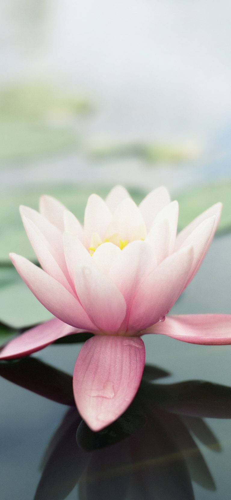 770x1670 Download Lotus Flower Original iPhone 4, Phone