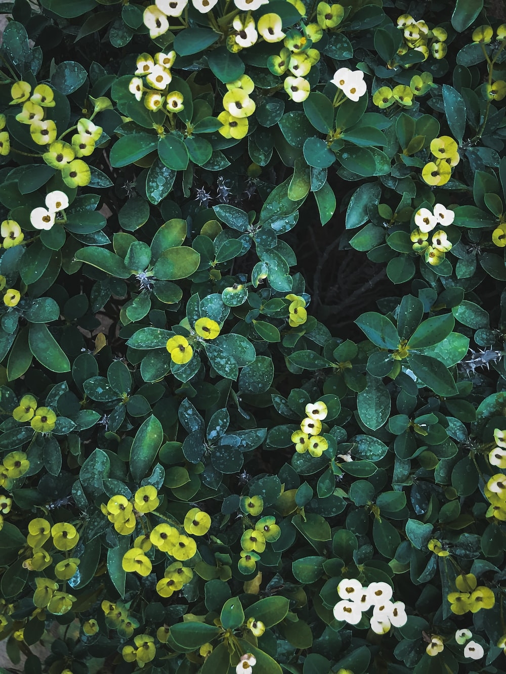 1000x1340 Green Flower Picture. Download Free Image, Phone