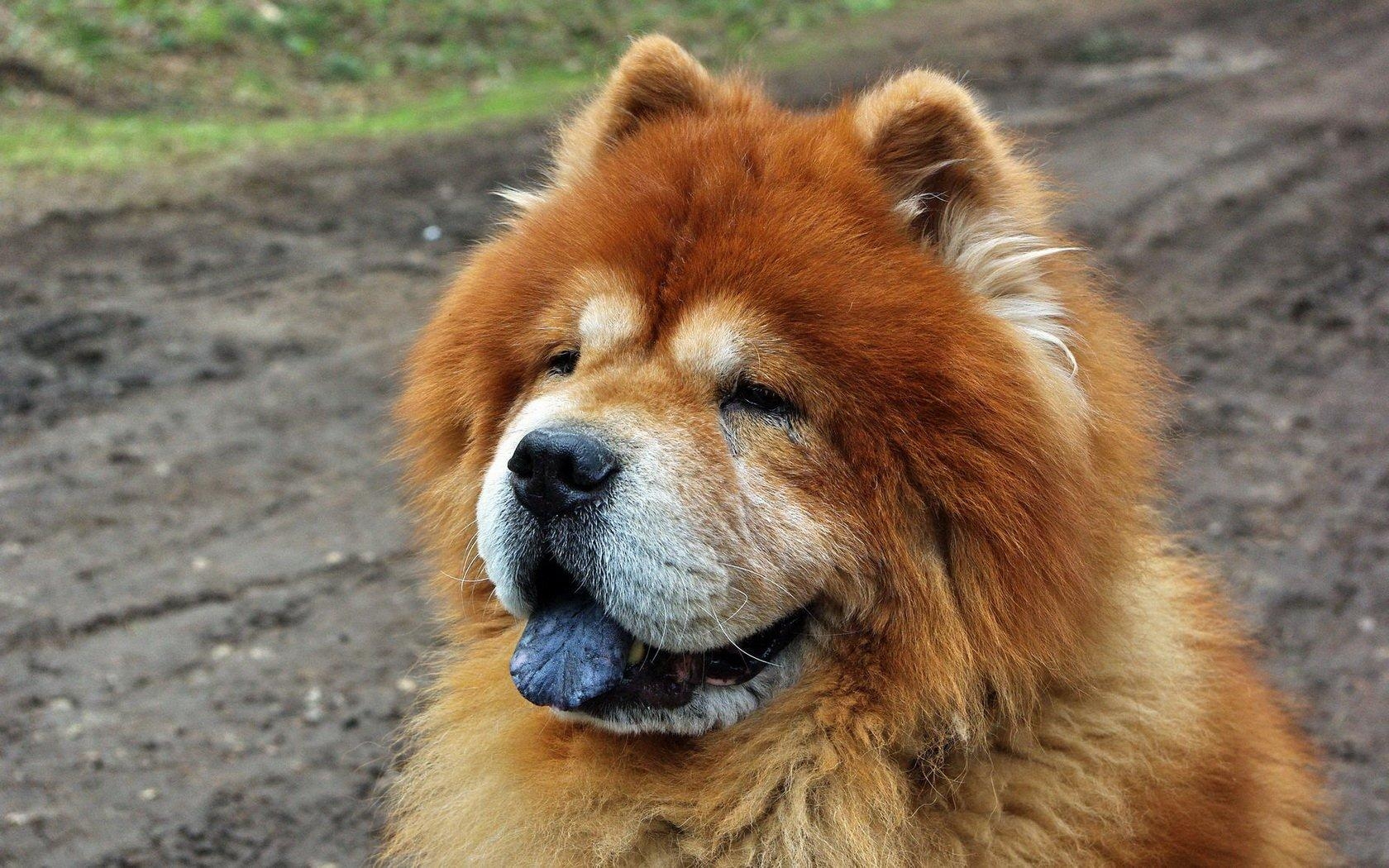 1680x1050 Chow Chow Wallpaper and Background Imagex1050, Desktop