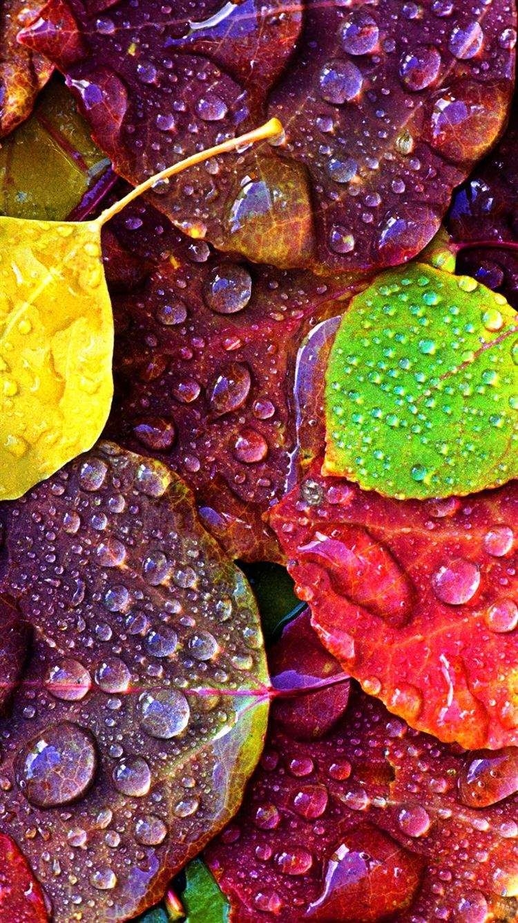 750x1340 Samsung S S6 Plus, S6 Edge, Note Note 5 And Note Edge Wallpaper. Nature iphone wallpaper, iPhone 6 wallpaper, Colorful leaves, Phone