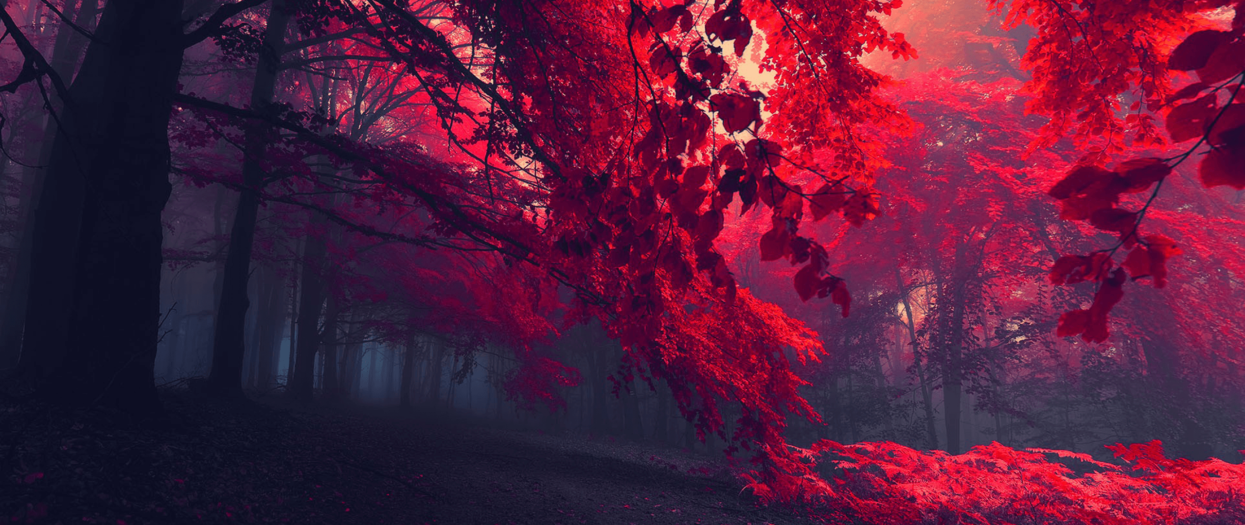 2560x1080 Wallpaper, sunlight, forest, nature, red, photography, texture, Dual Screen