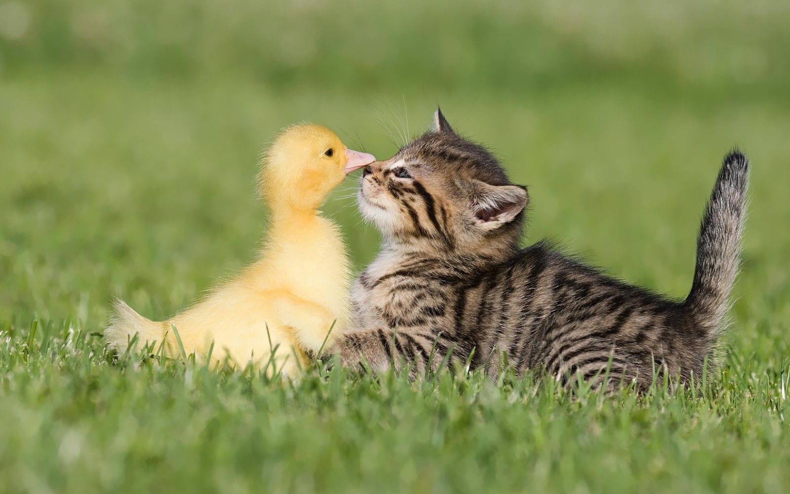 1600x1000 Cute Cat And Duck, Desktop