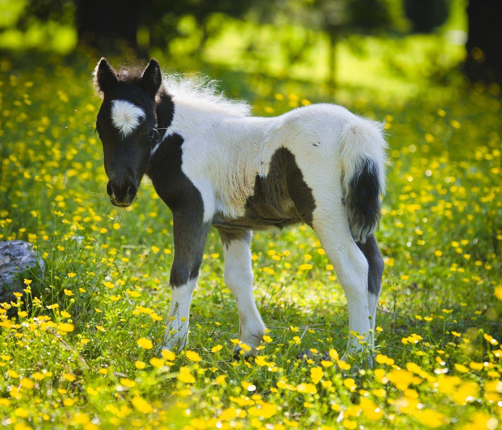 1600x1370 Desktop Wallpaper 4u2: Miniature Horse Desktop Wallpaper. Horses, Cute Horses, Miniature Horse, Desktop