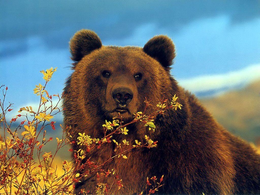 1030x770 Grizzly Bear Wallpaper Big Grizzly Wallpaper, Desktop