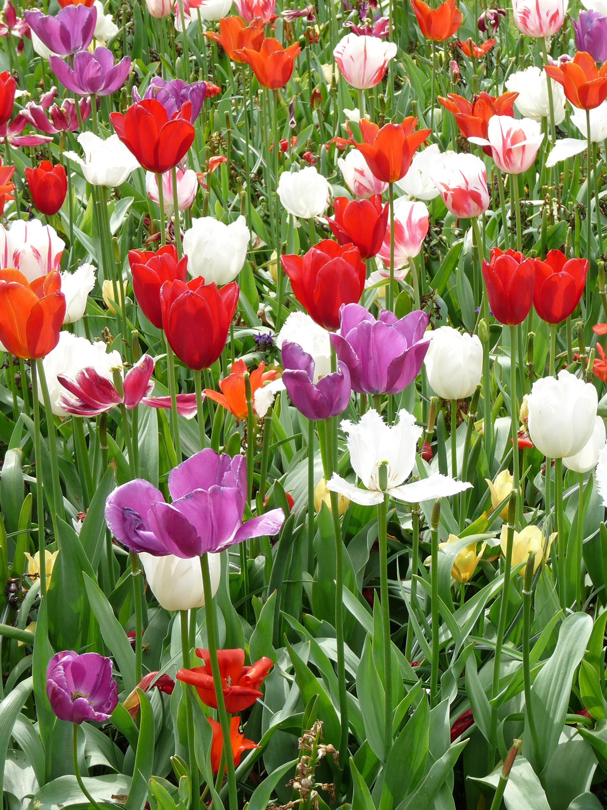 2050x2740 Wallpaper Netherlands Keukenhof Tulips Parks Flowers, Phone