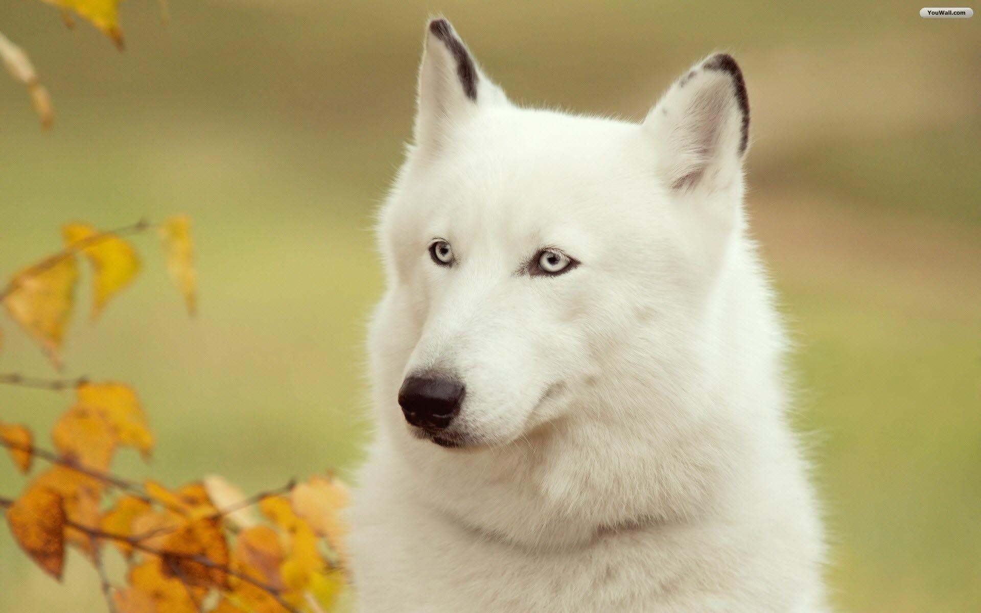 1920x1200 White Wolf Wallpaper, White wolf wallpaper more wallpaper, Desktop