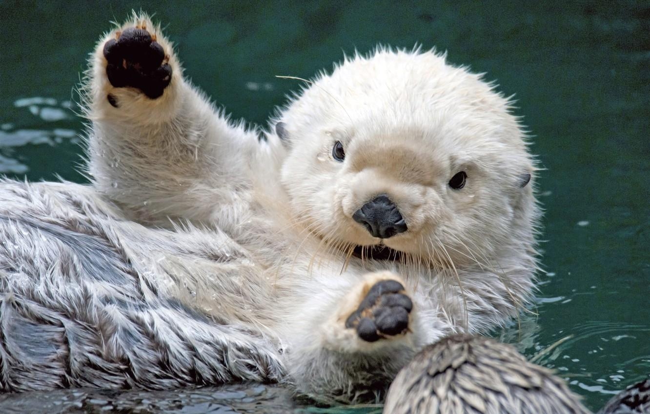 1340x850 Wallpaper beaver, my, it image for desktop, section, Desktop