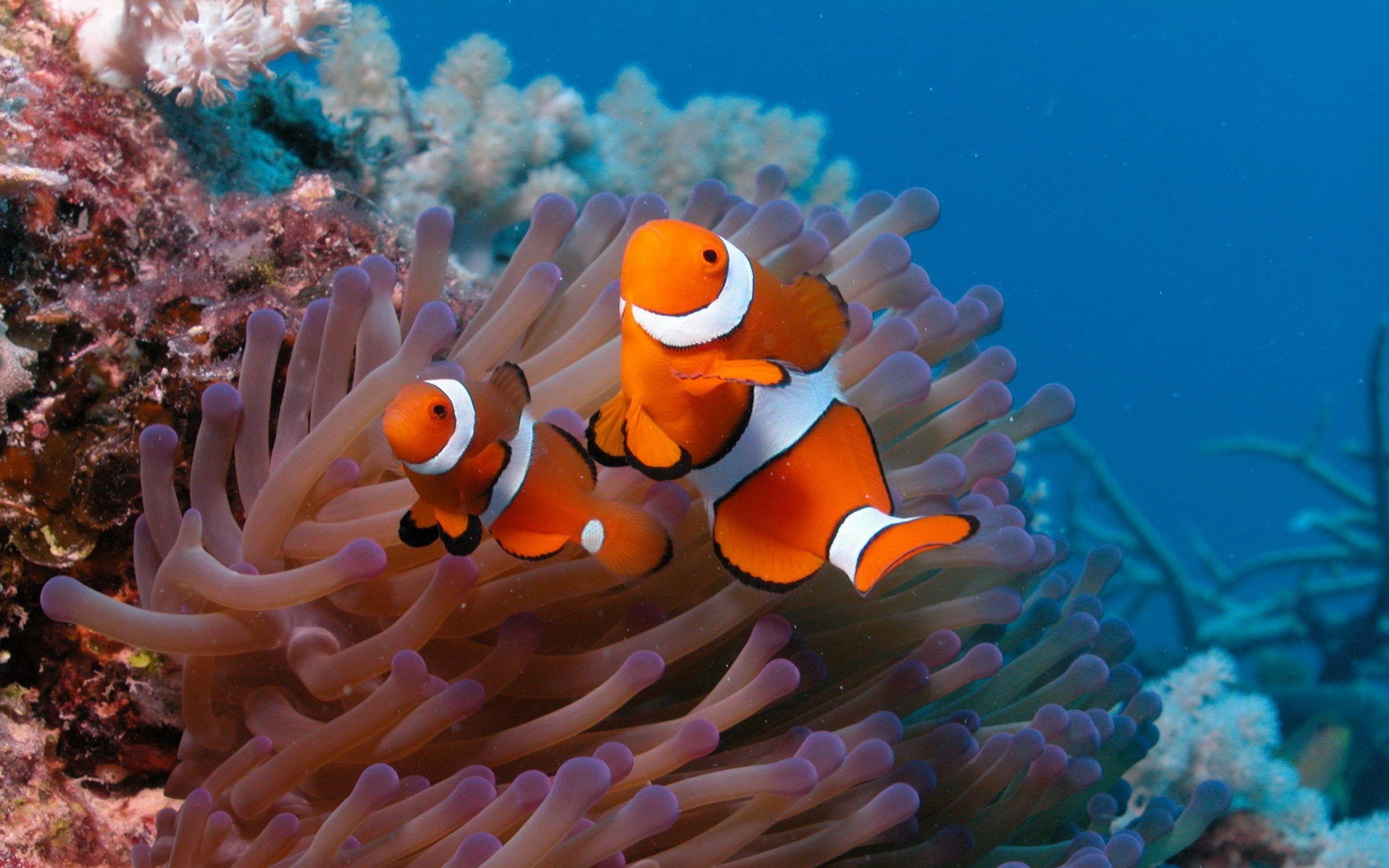 2560x1600 Coral Reef Background Wallpaper, Coral Reef Wallpaper For Desktop, Desktop