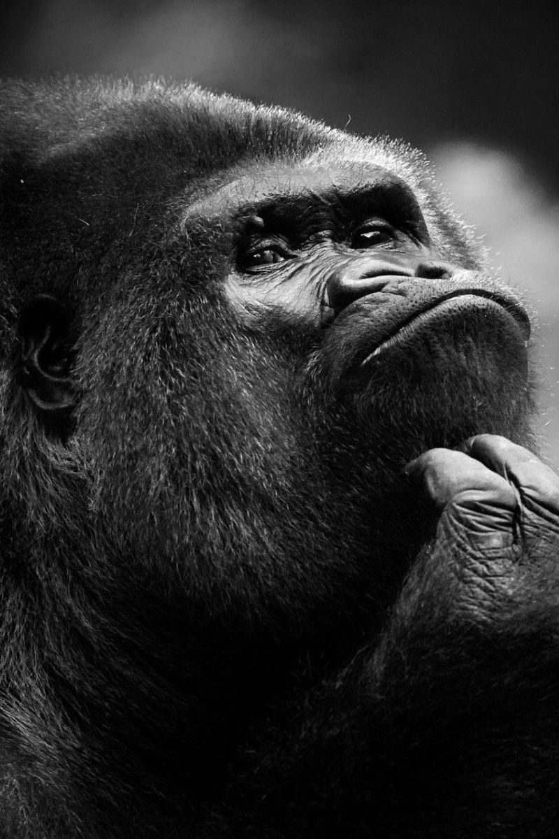 800x1200 Download Wallpaper  Chimpanzee, Monkey, Face, Dark Iphone 4s 4 For Parallax HD Background, Phone