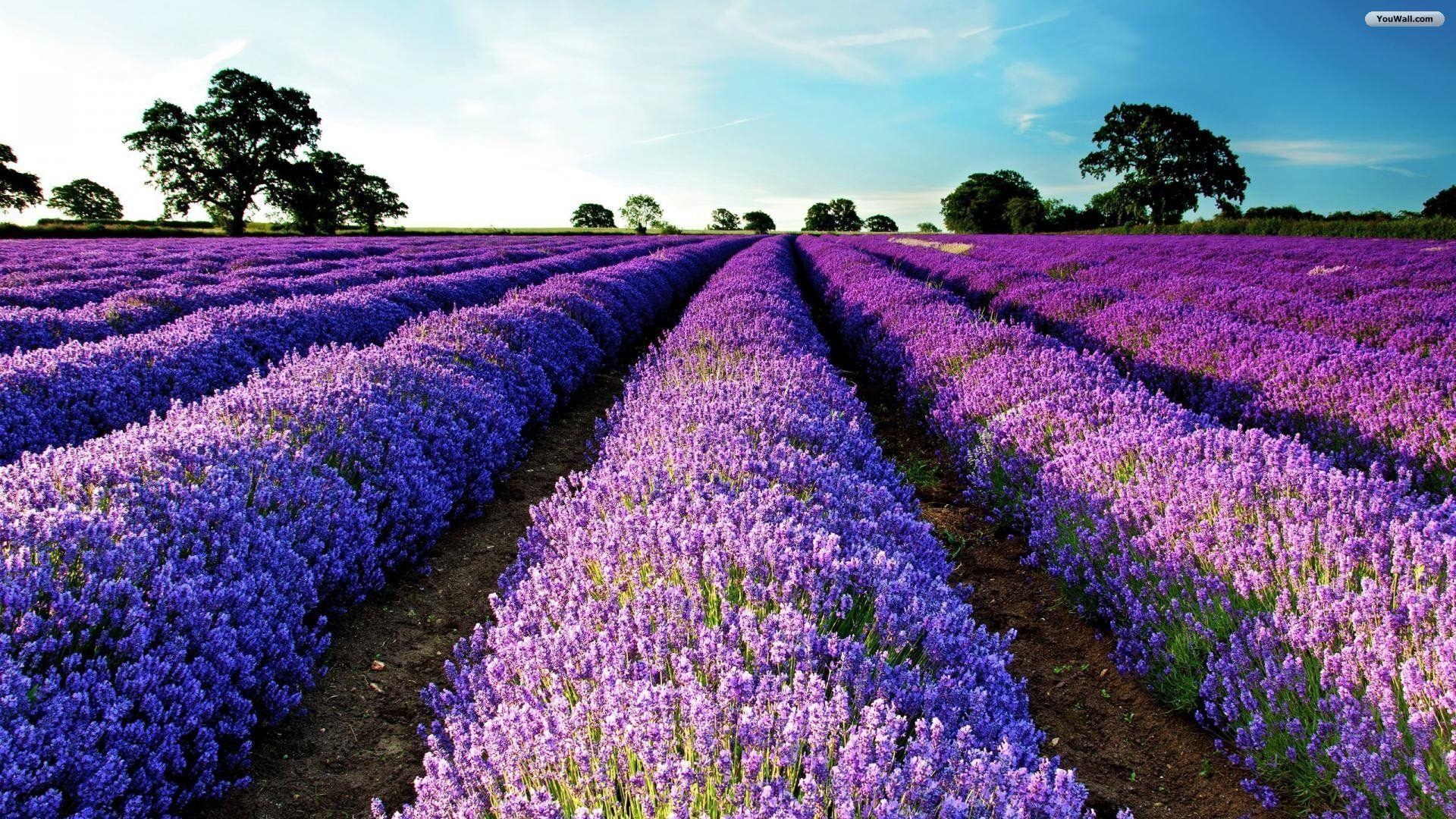 1920x1080 Purple flower field wallpaper 0x0 px - Purple flower, Desktop