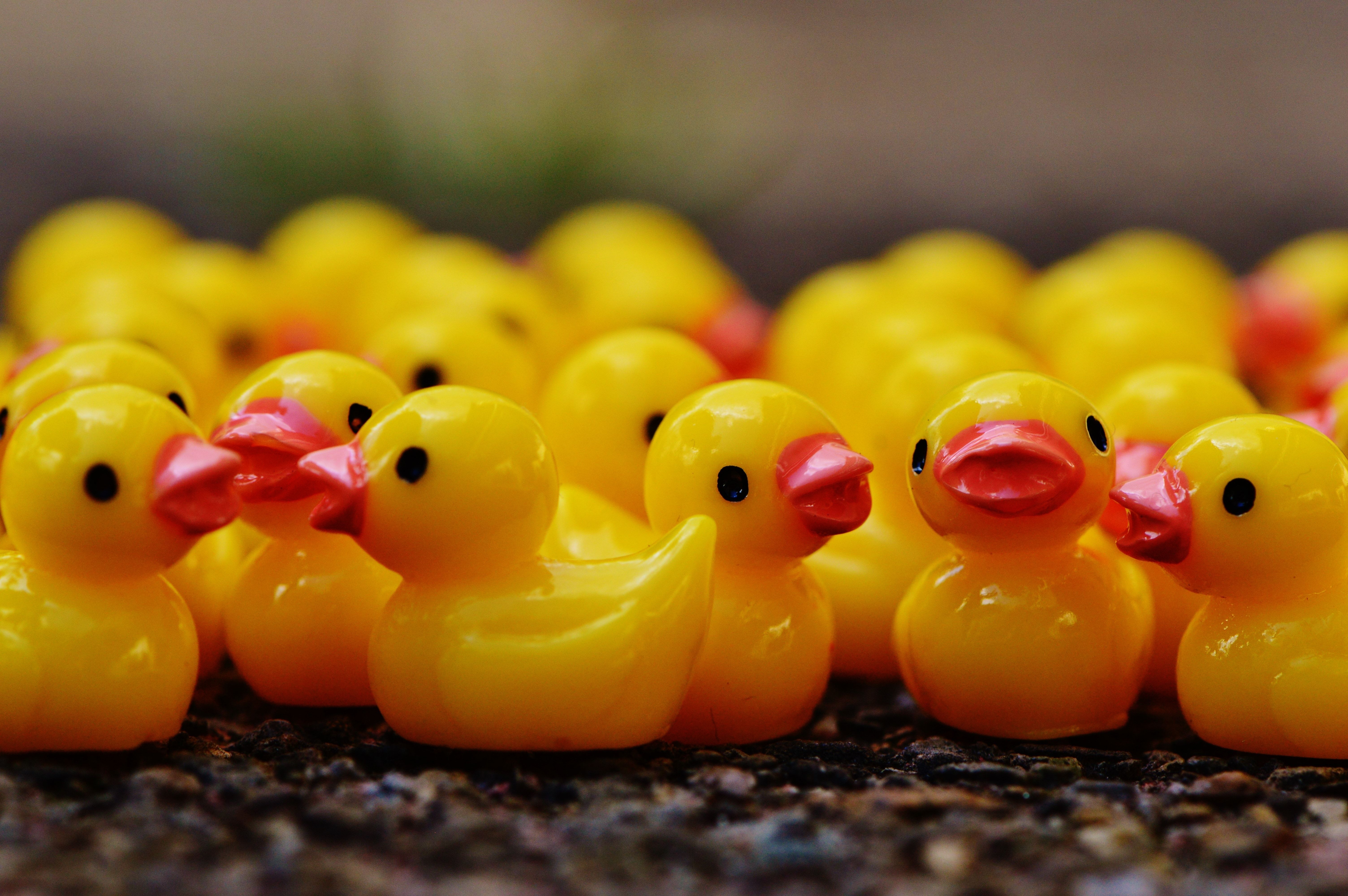 6020x4000 rubber duck lot free image, Desktop