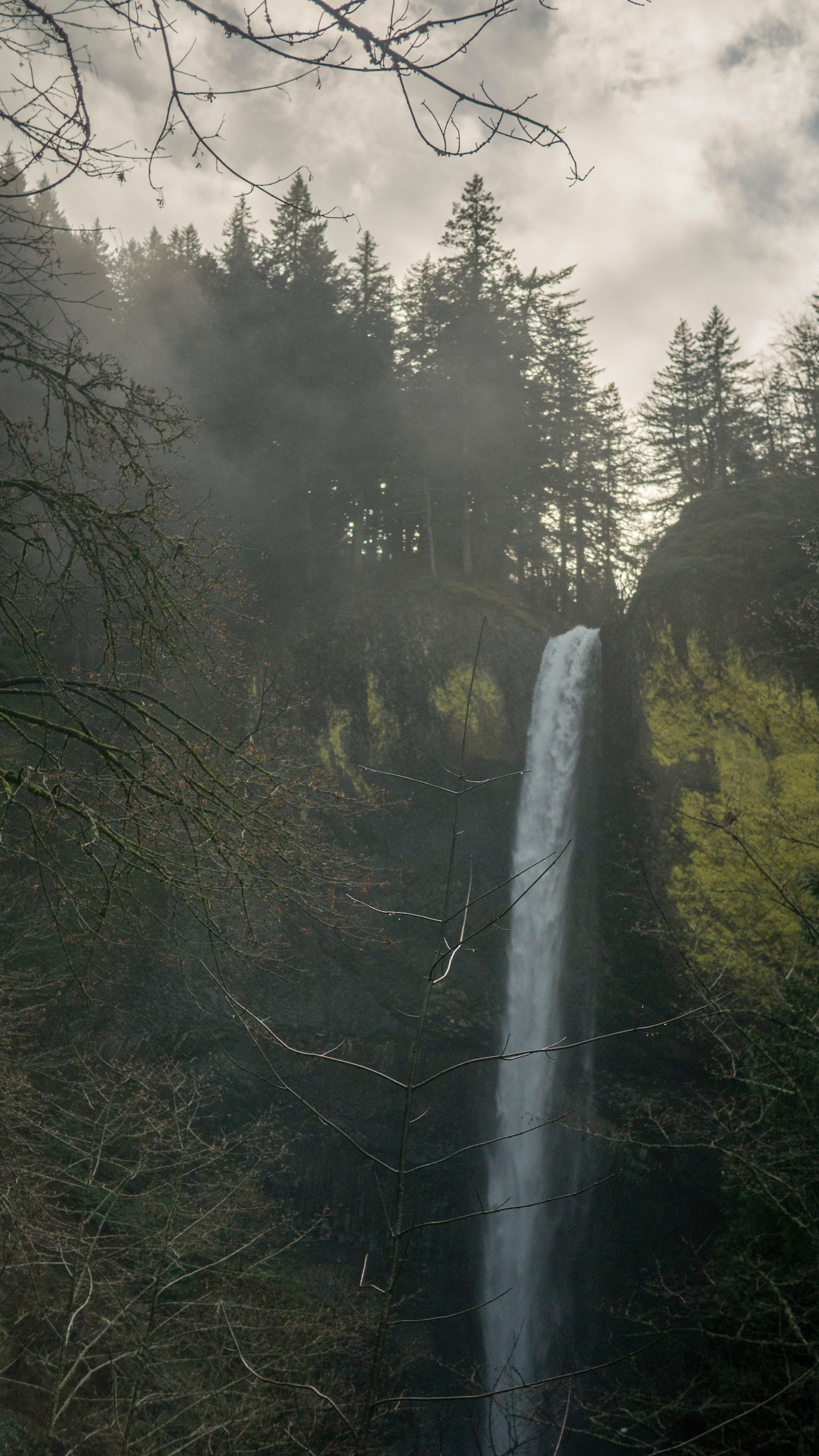2590x4600 Wallpaper / beauty forest tree and pacific northwest HD 4k wallpaper, Phone