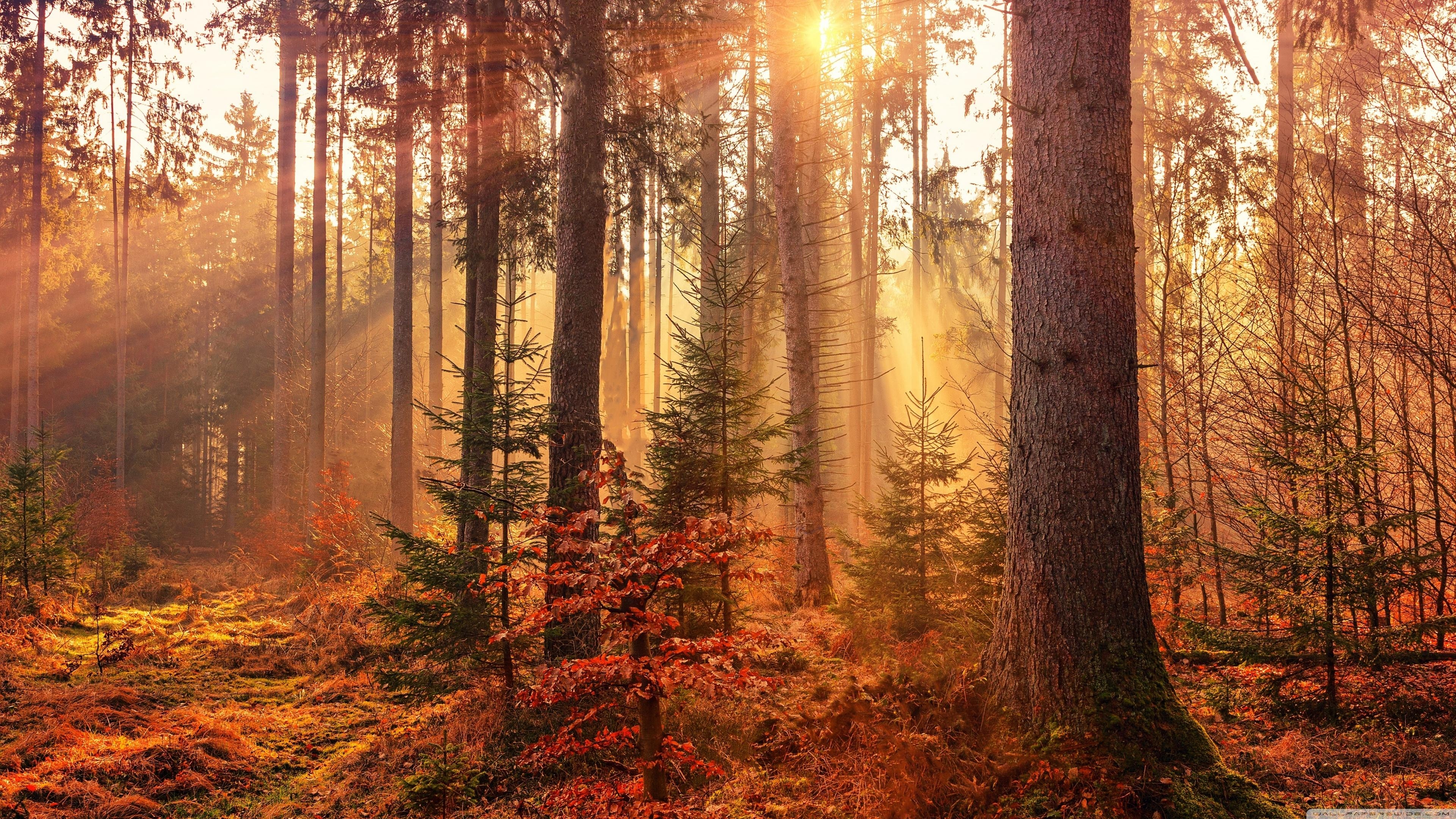 3840x2160 Autumn Forest Path Ultra HD Desktop Background Wallpaper for 4K UHD TV, Widescreen & UltraWide Desktop & Laptop, Multi Display, Dual & Triple Monitor, Tablet, Desktop