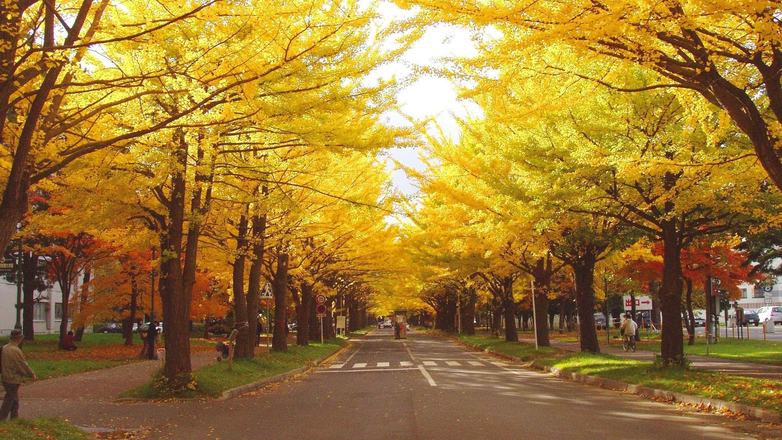 2560x1440 Sapporo Wallpaper, Sapporo Wallpaper for PC, HVGA 3: QX.P.13, Desktop