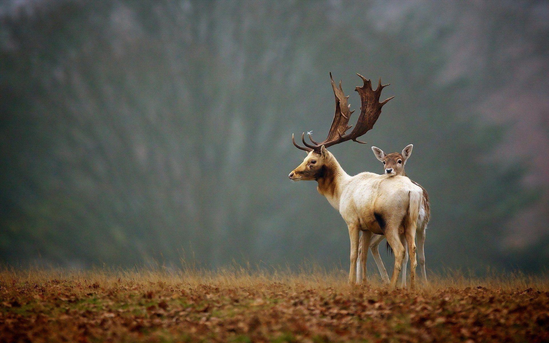 1920x1200 Fawn resting Head on Buck HD Wallpaper. Background Image, Desktop