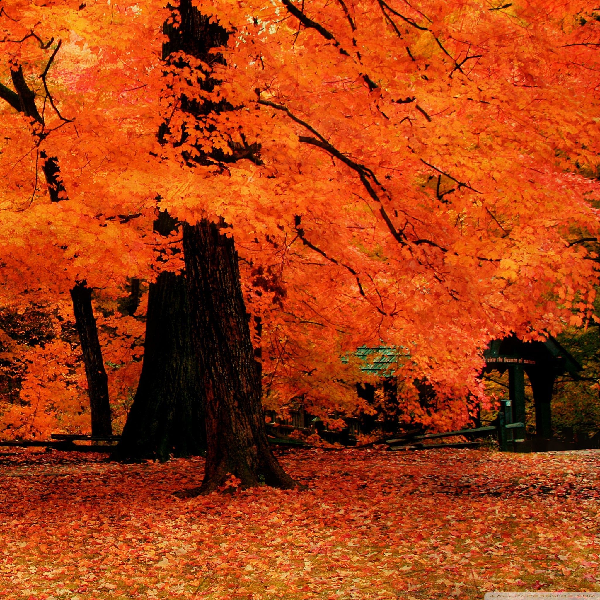 2050x2050 Fall iPad Wallpaper. Fall wallpaper, Autumn trees, Widescreen wallpaper, Phone
